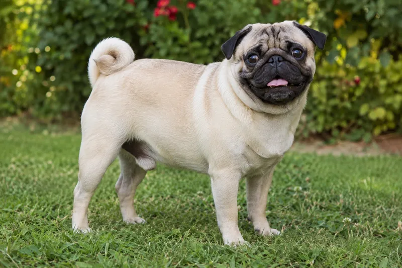 Pug breed cover photo