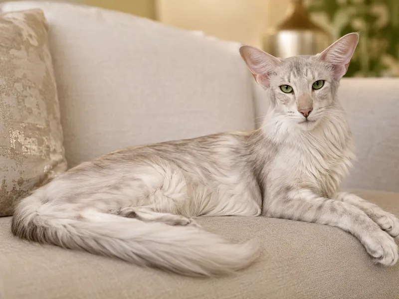 Oriental Longhair breed cover photo
