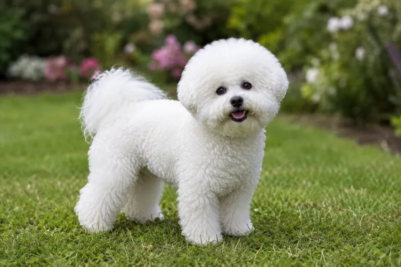 Bichon Frise breed cover photo