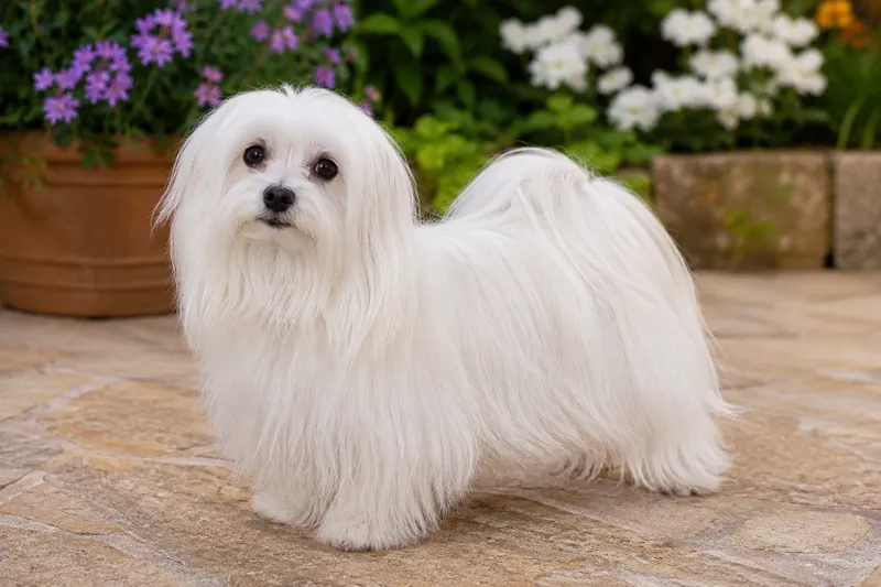 Maltese breed cover photo