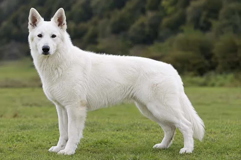 White Swiss Shepherd Dog breed cover photo
